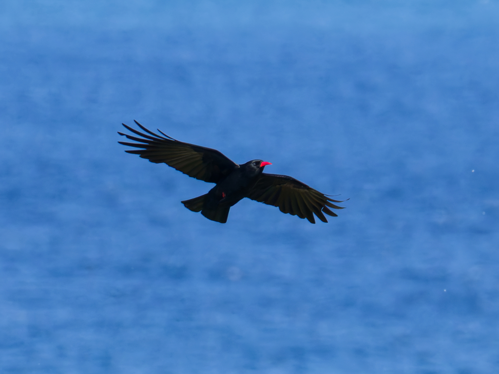 Chough